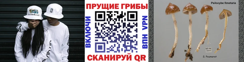Галлюциногенные грибы Psilocybine cubensis Лукоянов